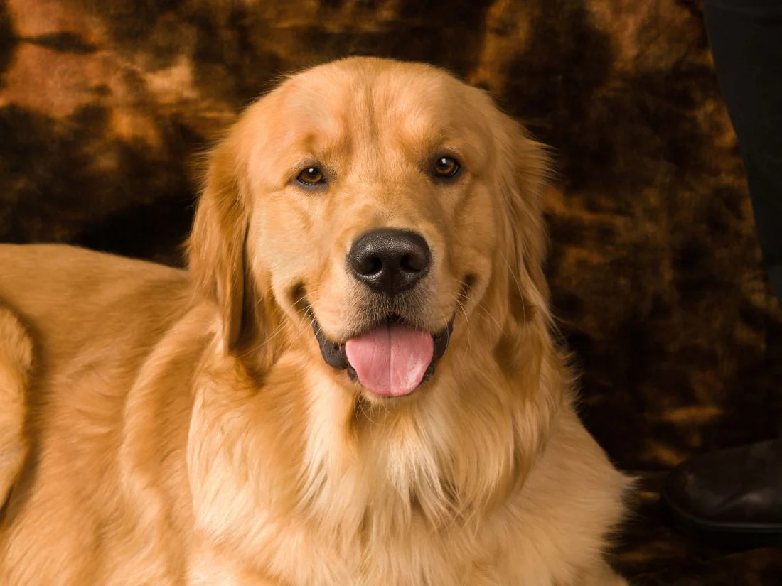 Perro golden retriever en un contexto de acompañamiento pet friendly y terapia asistida con animales