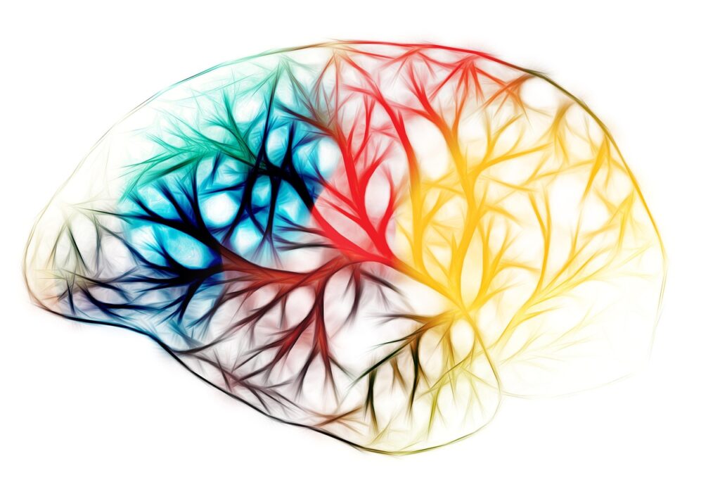 brain, biology, abstract, cerebrum, science, anatomy, grey matter, brain, brain, brain, brain, brain-7558942.jpg