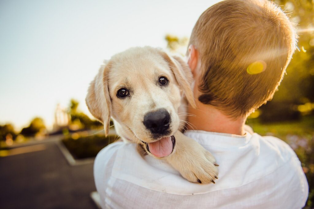 dog, adorable, animal, cute, happiness, happy, man, pet, portrait, puppy, purebred, retriever, dog, dog, nature, dog, dog, dog, pet, puppy-3344414.jpg